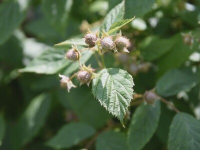 Malina počela da zri