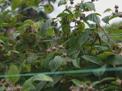 Malina počela da zri