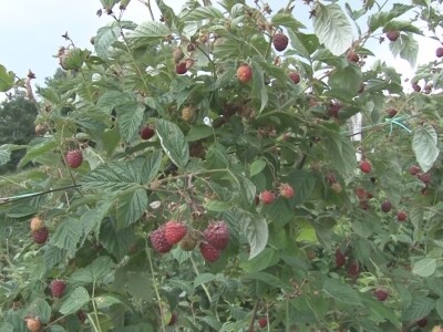 Malina počela da zri