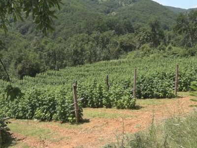 Malina počela da zri