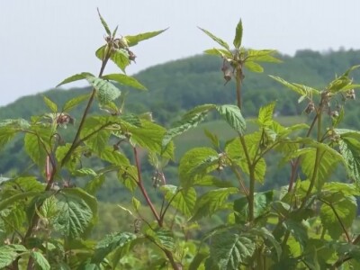 Malina počela da zri