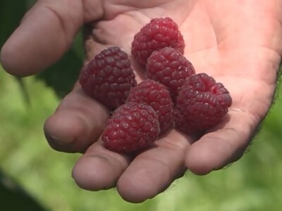 Malina počela da zri