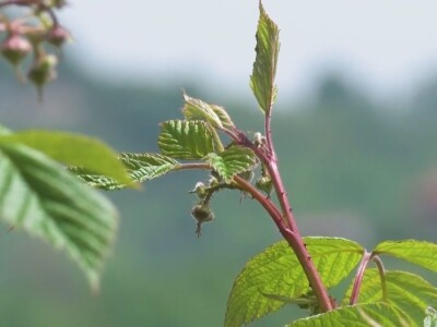 Malina počela da zri