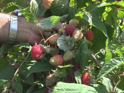 Malina počela da zri