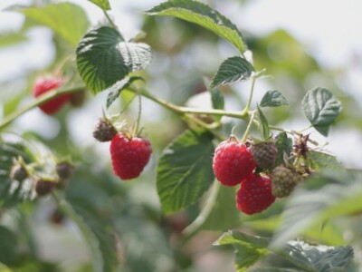 Malina počela da zri