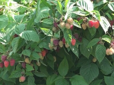 Malina počela da zri