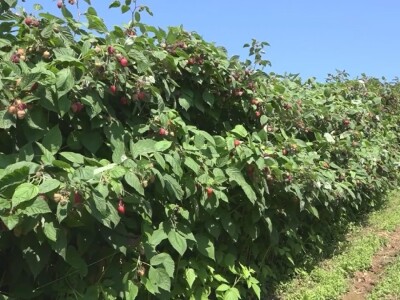 Malina počela da zri