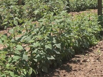 Malina počela da zri