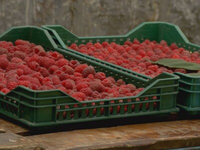 Maline - crveno zlato