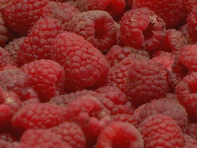 Maline - crveno zlato