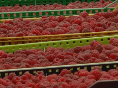 Maline - crveno zlato