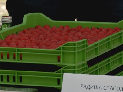 Maline - crveno zlato