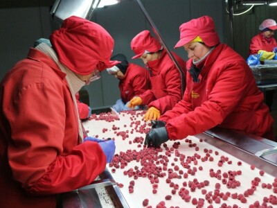 Maline i kupine sa planinskih srebreničkih plantaža stigle do Čilea i Kanade