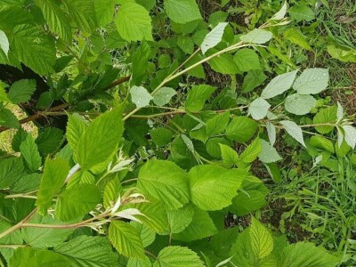 Maline i sneg Maline i sneg