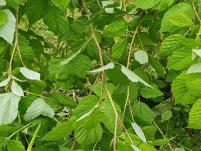 Maline i sneg
