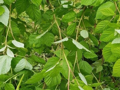 Maline i sneg Maline i sneg