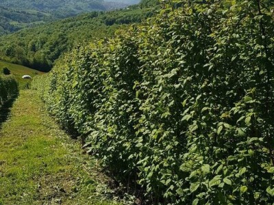 Maline i sneg Maline i sneg