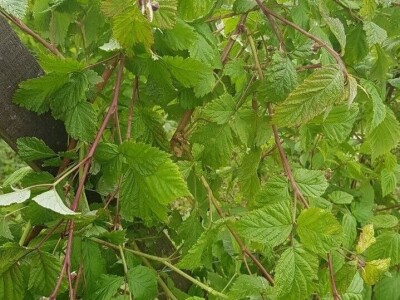 Maline i sneg Maline i sneg