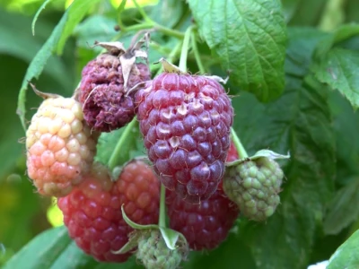 Maline i trešnje