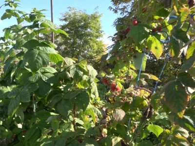 Maline i trešnje