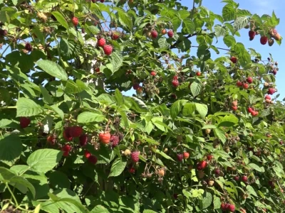 Maline i trešnje