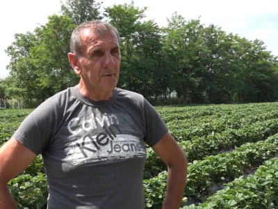 Maline i trešnje
