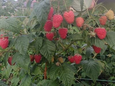 Malinjaci u lošem stanju