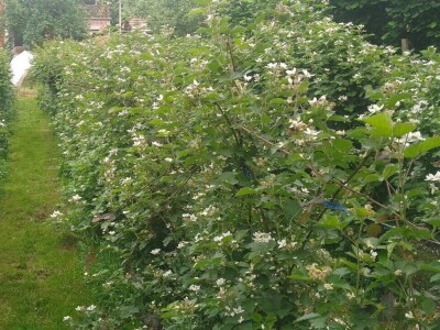 Malinjaci u lošem stanju