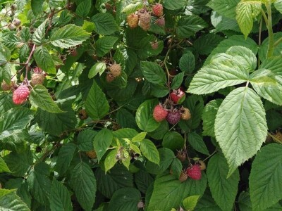 Malinjaci u lošem stanju