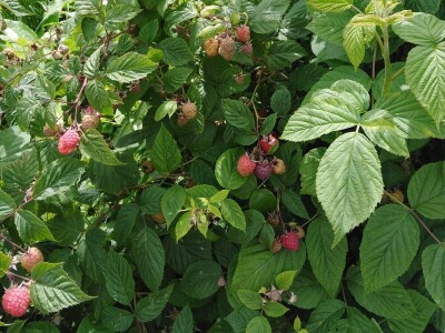 Malinjaci u lošem stanju