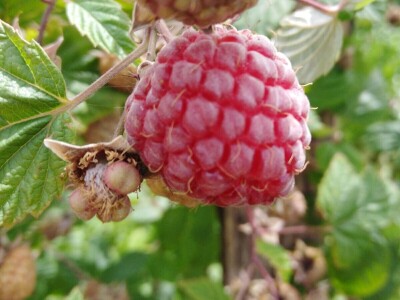 Malinjaci u lošem stanju