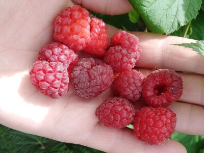 Malinjaci u lošem stanju