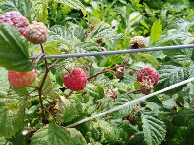 Malinjaci u lošem stanju