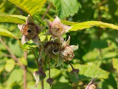 Malinjaci u lošem stanju