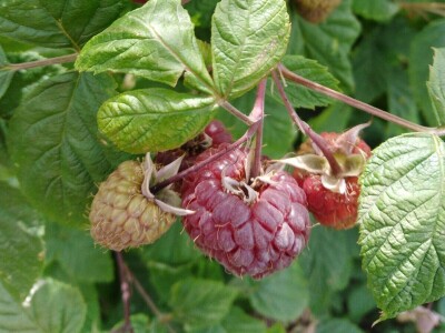 Malinjaci u lošem stanju