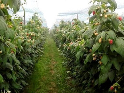 Od poznatog repera do uspješnog poljoprivrednika