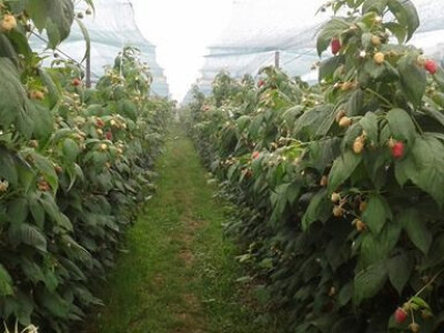 Od poznatog repera do uspješnog poljoprivrednika