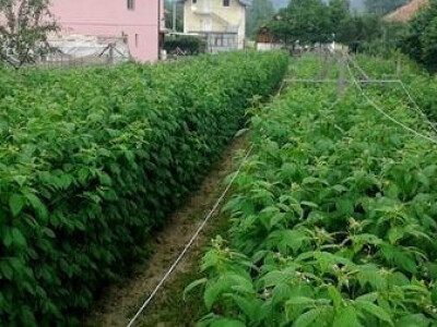 Od poznatog repera do uspješnog poljoprivrednika