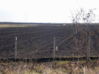 Malina sorte Polka na 2,5 ha