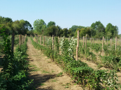 malinjak_fertodi_zamatos