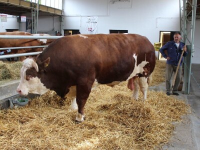 Mališa, trogodišnji bik od čak 1.550kg