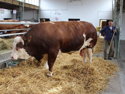 Mališa, trogodišnji bik od čak 1.550kg Mališa, trogodišnji bik od čak 1.550kg