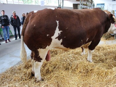 Mališa, trogodišnji bik od čak 1.550kg