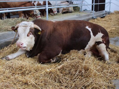 Mališa, trogodišnji bik od čak 1.550kg