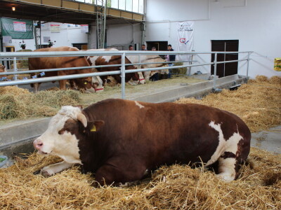 Mališa, trogodišnji bik od čak 1.550kg Mališa, trogodišnji bik od čak 1.550kg