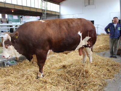 Mališa, trogodišnji bik od čak 1.550kg Mališa, trogodišnji bik od čak 1.550kg