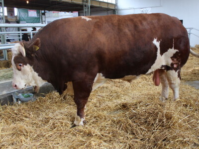 Mališa, trogodišnji bik od čak 1.550kg Mališa, trogodišnji bik od čak 1.550kg