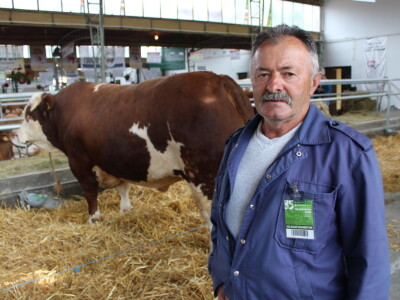 Mališa, trogodišnji bik od čak 1.550kg Mališa, trogodišnji bik od čak 1.550kg