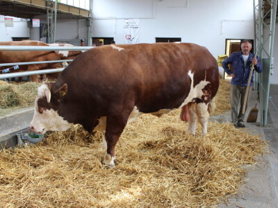 Mališa, trogodišnji bik od čak 1.550kg Mališa, trogodišnji bik od čak 1.550kg