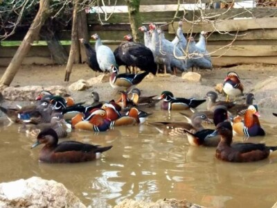 Malo prijedorsko životinjsko carstvo